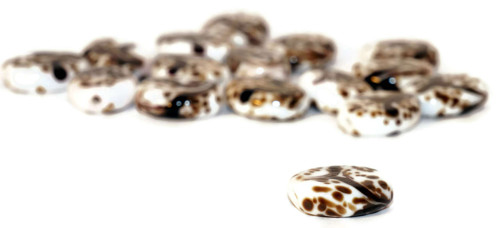 Bílá Hnědá Černá Grace Lampwork Korálky, Pár, — foto 4