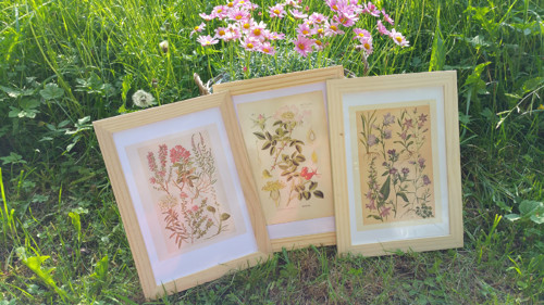 Botanický obrázek ze starého herbáře - A4, sada 3 — foto 2
