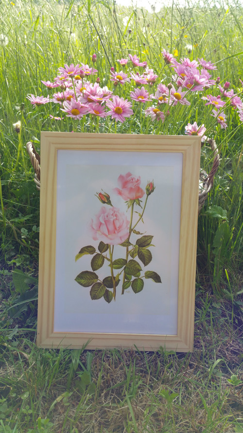 Botanický obrázek ze starého herbáře - A4 — foto 2