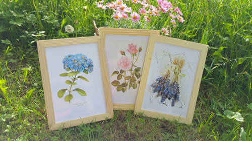 Botanický obrázek ze starého herbáře - A4 — foto 3