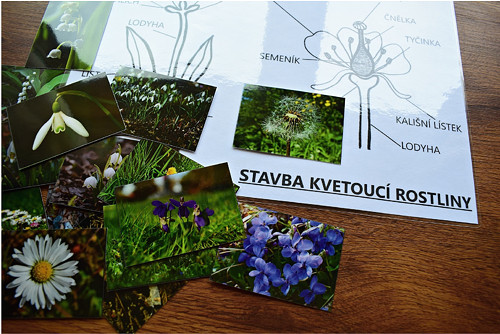 Jarní květiny — foto 6