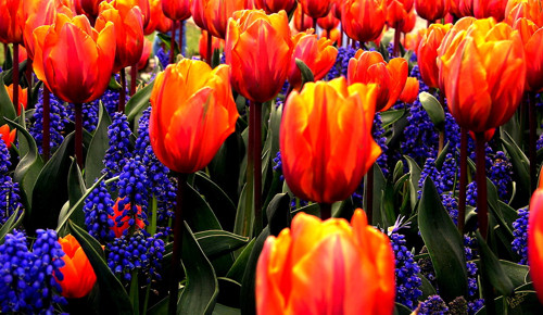 Náušnice ORANGE & BLUE — foto 2