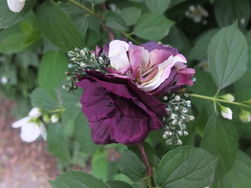 Královská noblesa — foto 2