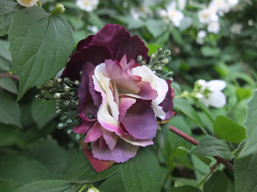 Královská noblesa — foto 4