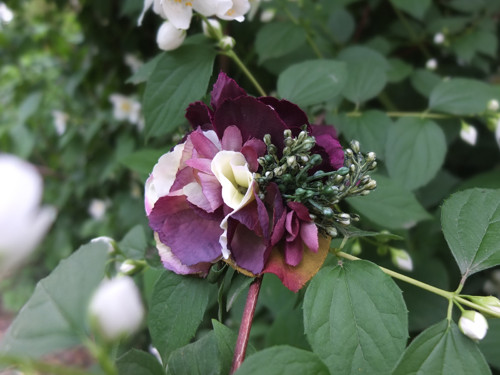 Královská noblesa — foto 5