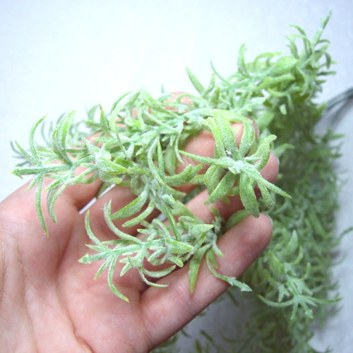Estragon - trs — foto 2