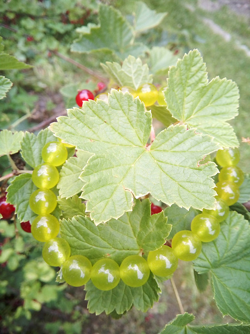 Náramek ze zeleného nefritu jade — foto 2