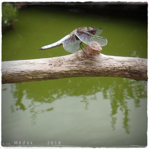 Ježínek... — foto 5