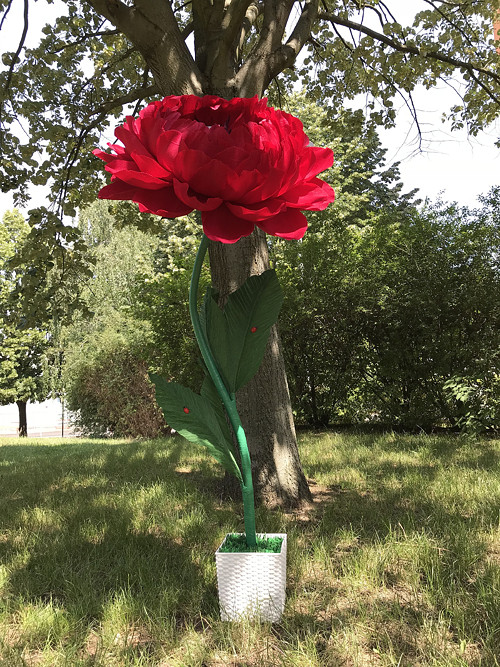 Červená pivoňka — foto 3