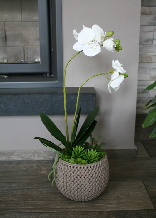Pletený obal s orchidejí a sukulenty — foto 2