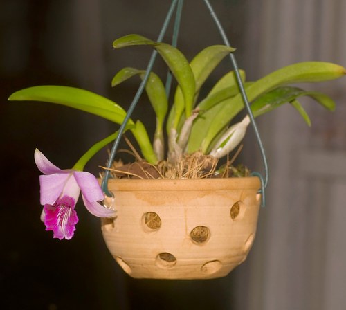 Miska na orchideje 2M / 12 x 7 cm — foto 5