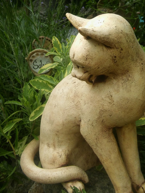 Kočka si olizuje hřbet — foto 5