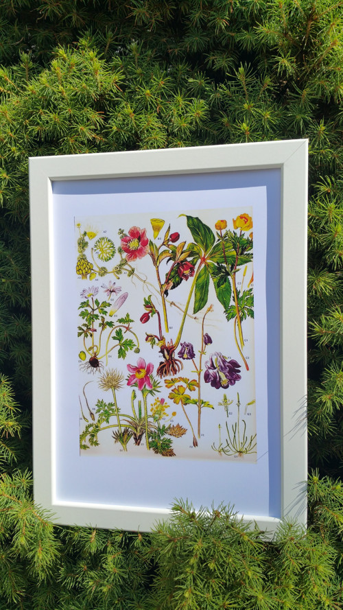 Botanický obrázek ze starého herbáře - A4 — foto 2