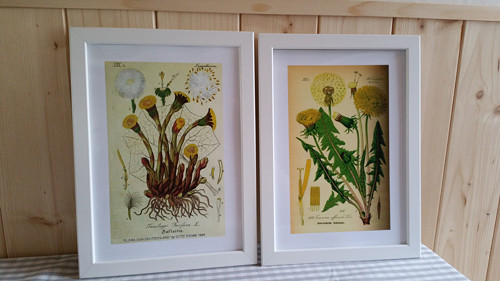Botanický obrázek ze starého herbáře - A4, 2 KS — foto 2