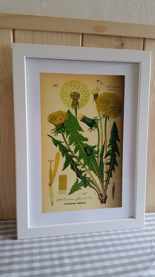 Botanický obrázek ze starého herbáře - A4, 2 KS — foto 4