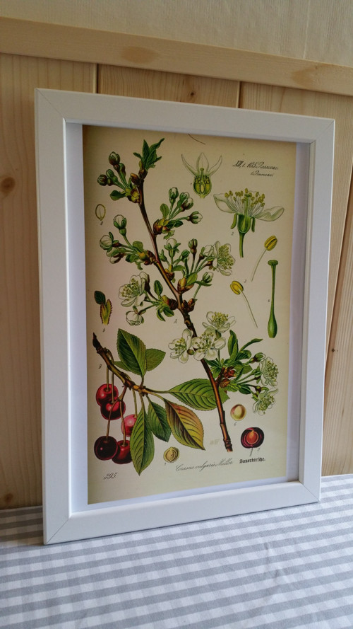 Botanický obrázek ze starého herbáře - A4 — foto 2