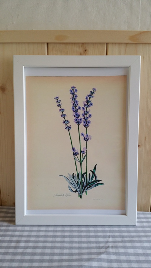 Botanický obrázek ze starého herbáře - A4 — foto 2