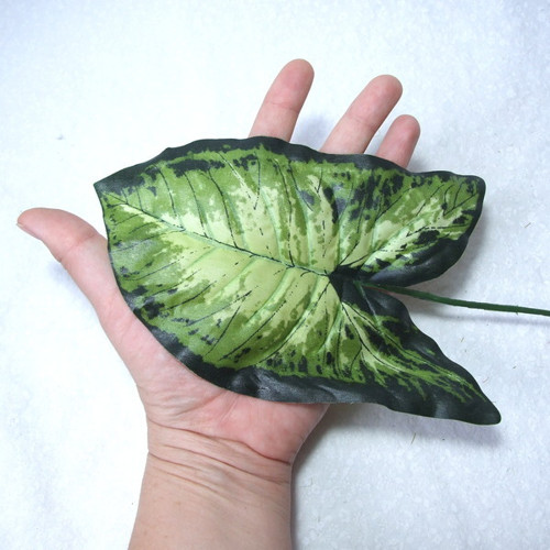 List Syngonium — foto 2