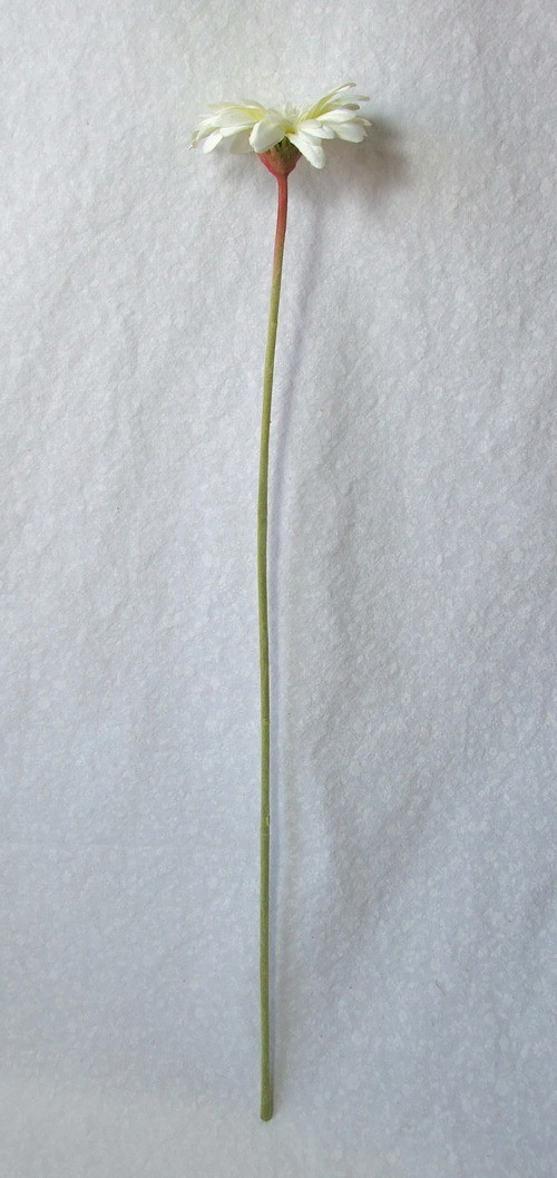 Kopretina smetanově bílá — foto 2