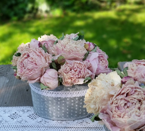 Něžné pivoňky — foto 3