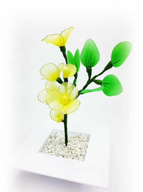 Žlutá kráska. č.84 — foto 4