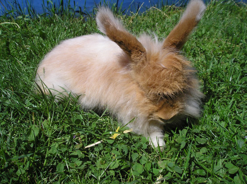 Angora — foto 2
