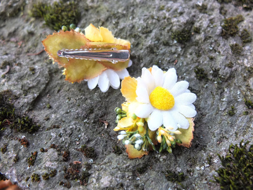 Vůně heřmánku — foto 5