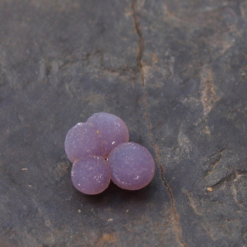 Chalcedon grape neboli hroznový č.1992 — foto 2