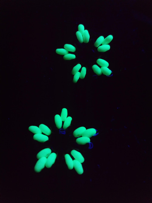 Náušnice UV Green Leafstar — foto 3