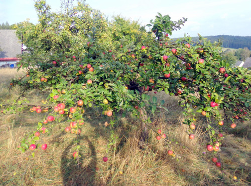Sušená jablka, 100 gramů — foto 2