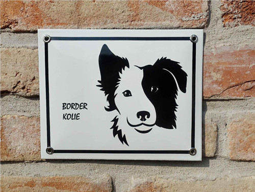 Border kolie — foto 2