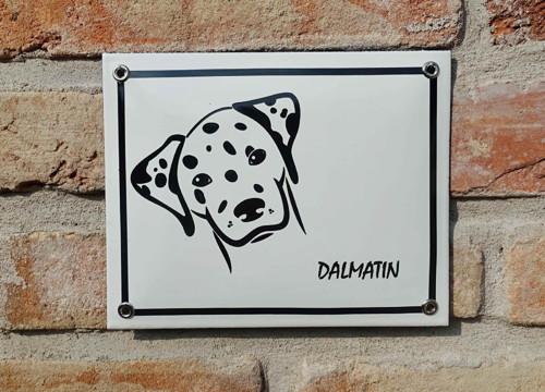 Dalmatin — foto 2