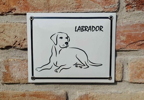 Labrador — foto 2