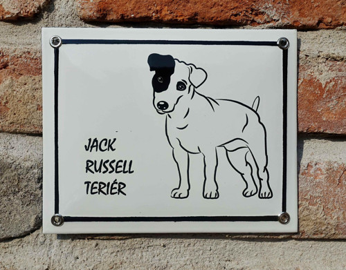 Jack Russell teriér — foto 2