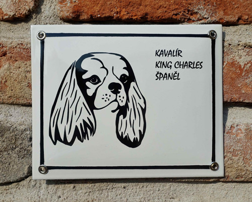Kavalír King Charles Španěl — foto 2