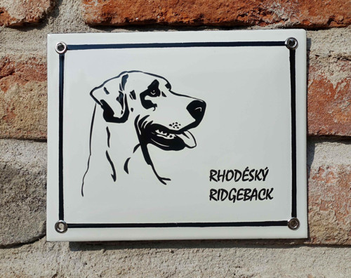 Rhodéský ridgeback — foto 2