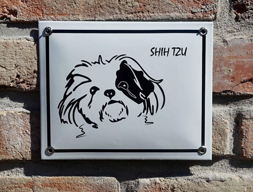 Shih Tzu — foto 2