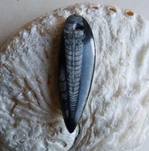 Orthoceras - 5 cm — foto 2