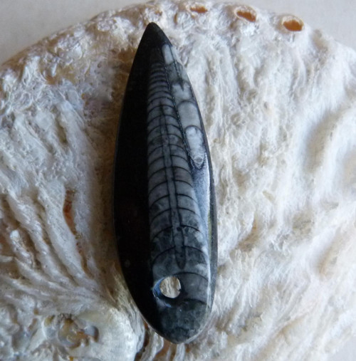 Orthoceras - 5 cm — foto 3