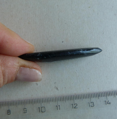 Orthoceras - 5 cm — foto 4