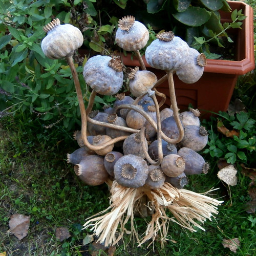 Tančící papaver... — foto 3