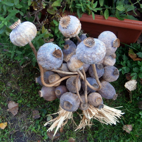 Tančící papaver... — foto 4