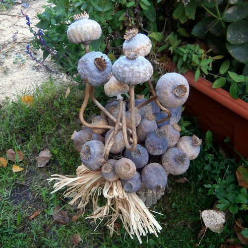 Tančící papaver... — foto 5