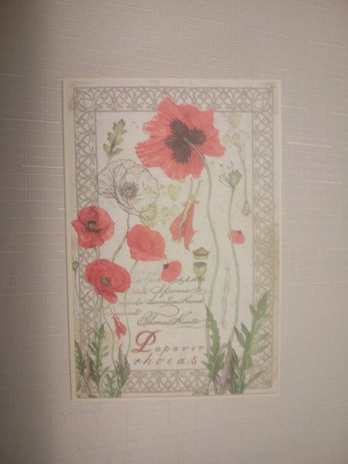 Z herbáře I. — foto 2