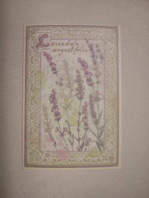 Z herbáře II. — foto 2