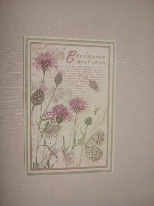 Z herbáře IV. — foto 2