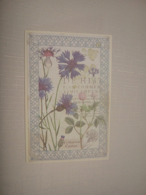 Z herbáře V. — foto 2