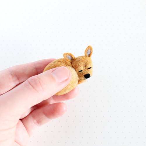 Spící čivava do dlaně — foto 2