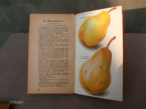 100 HRUŠEK — foto 3