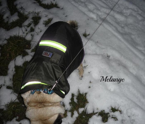 Bundíčka pro mopsíka -na přání — foto 2